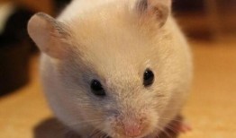 仓鼠皮肤爆料最新,最新爆料揭示其独特结构与功能